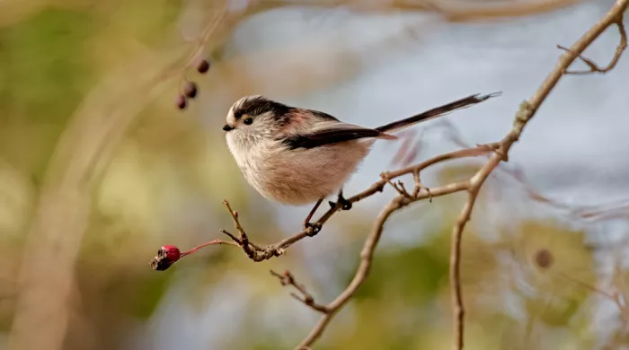 Williams, Stuart: Aegithalos caudatus