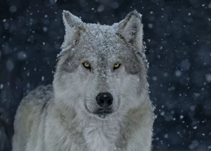 Gu, Zeren: Wolf in Mid-Snowfall