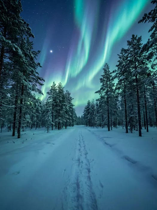 Magnusson, Andreas: Huellas nórdicas en la nieve