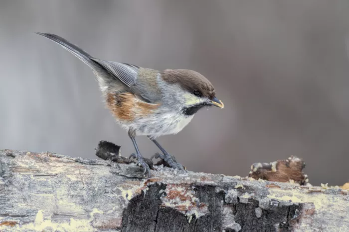 Zuo, Jun: Mésange boréale