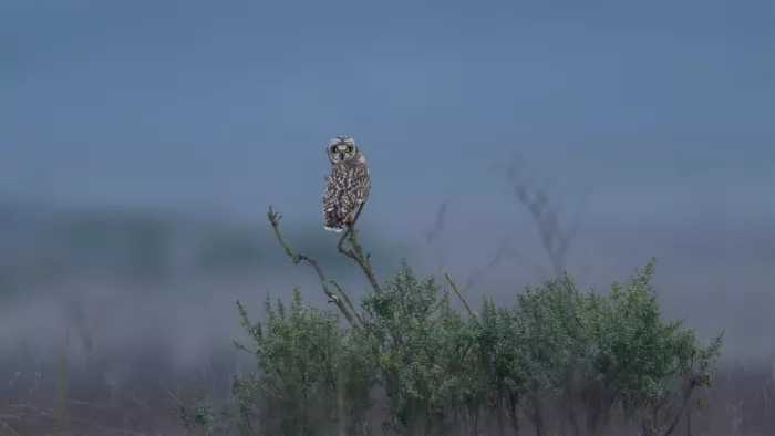 Wang, Victor: Hibou des marais perché sur une branche