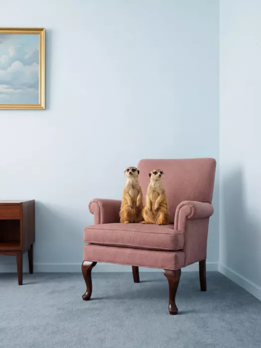 Magnusson, Andreas: Two Meerkats