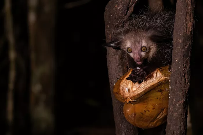 Melesan, Serge: Aye aye feeding