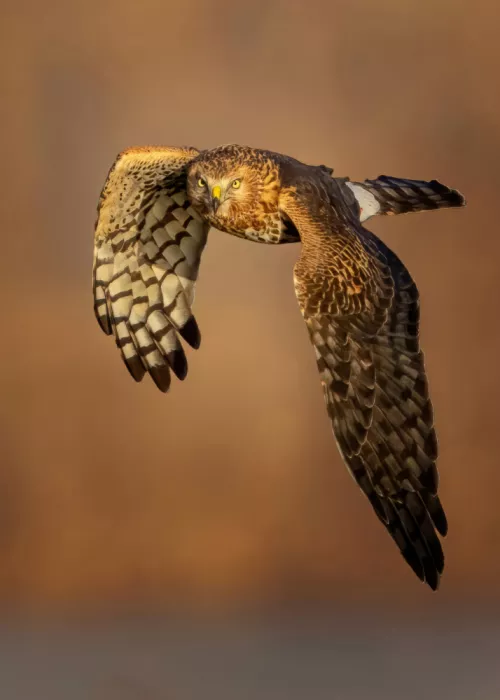 Zhao, Qing: Eyes of the Wind