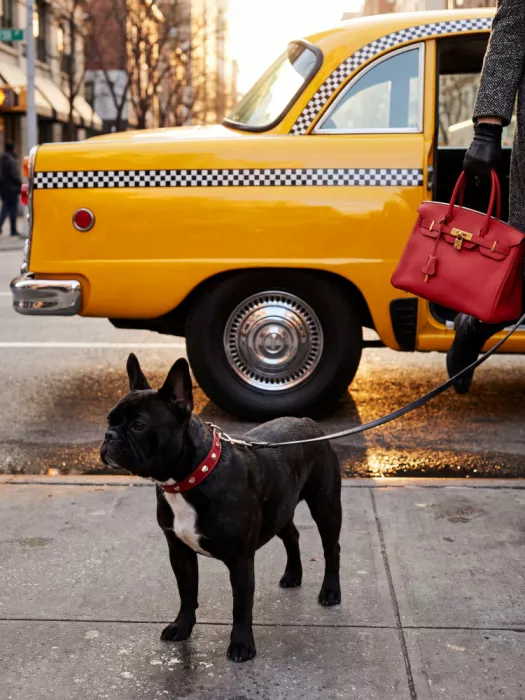 Magnusson, Andreas: Yellow Cab Dog Walk