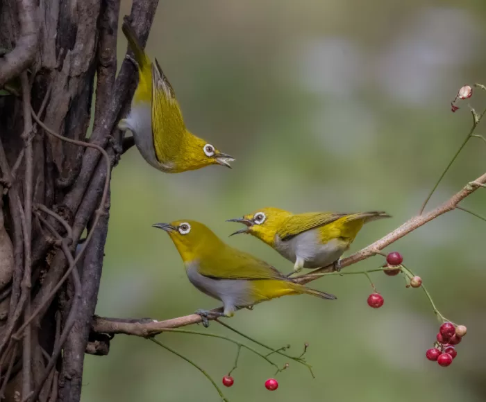 Procaccia, Itamar: Noisy White-eyes