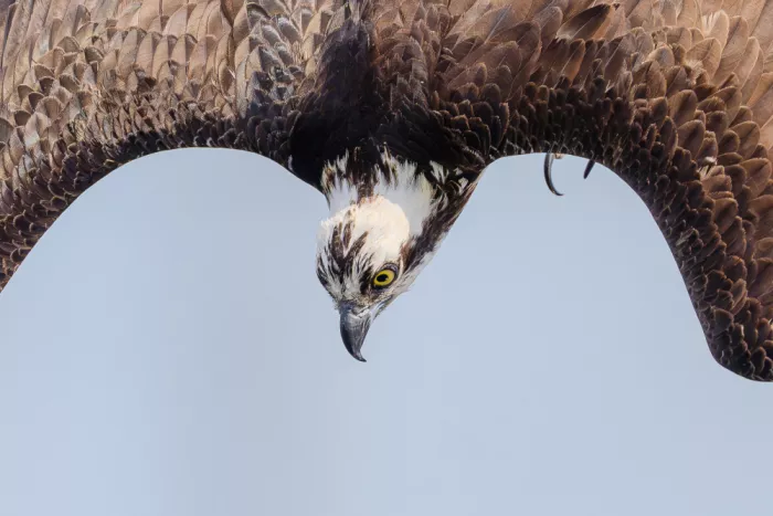 Chen, Johnny: Osprey