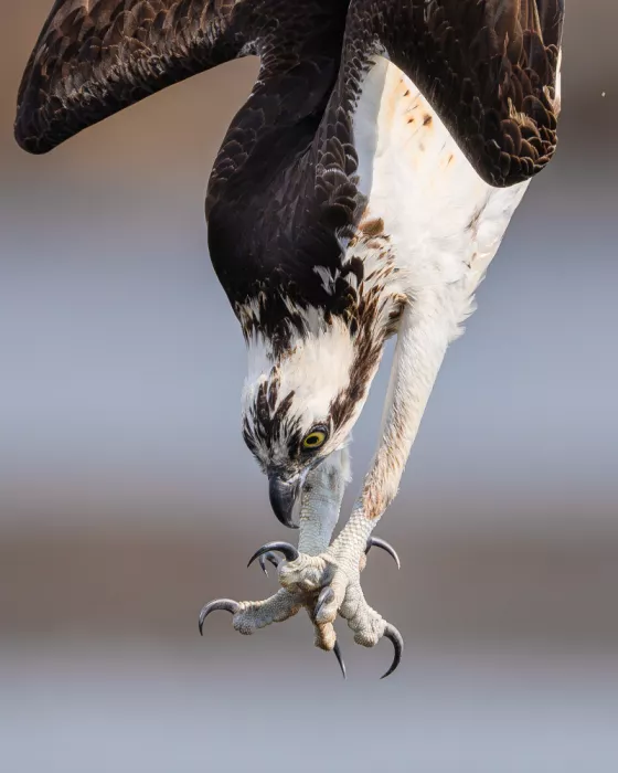 Chen, Johnny: Osprey