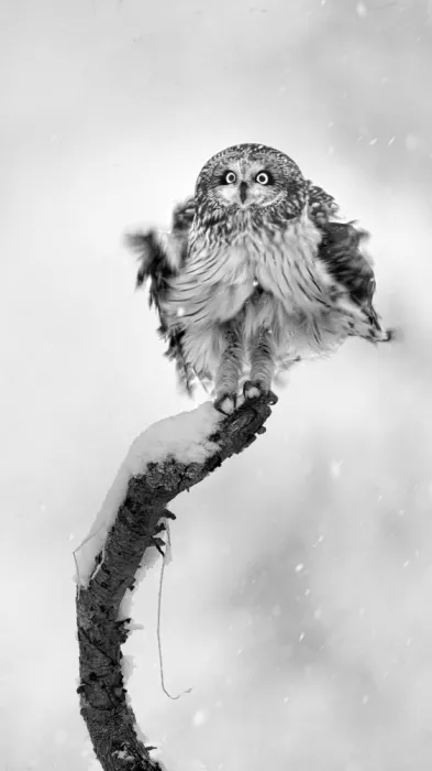 Luo, Dan: Short-eared Owl
