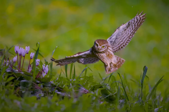 Manusevich, David: Little owl