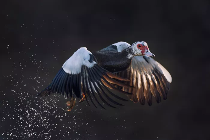 Zhao, Qing: When Ugly Duck Takes Off