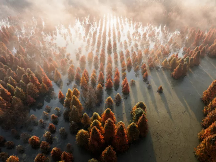 Rong, Herbert: Verso la luce