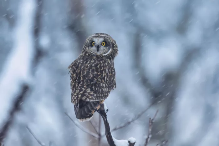 Lam, Gavin: Waldkauz im Schnee