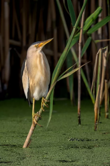 Helsen, Eddy: Little bittern