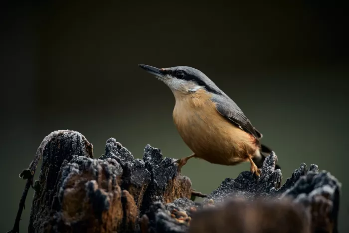 Williams, Stuart: Nuthatch