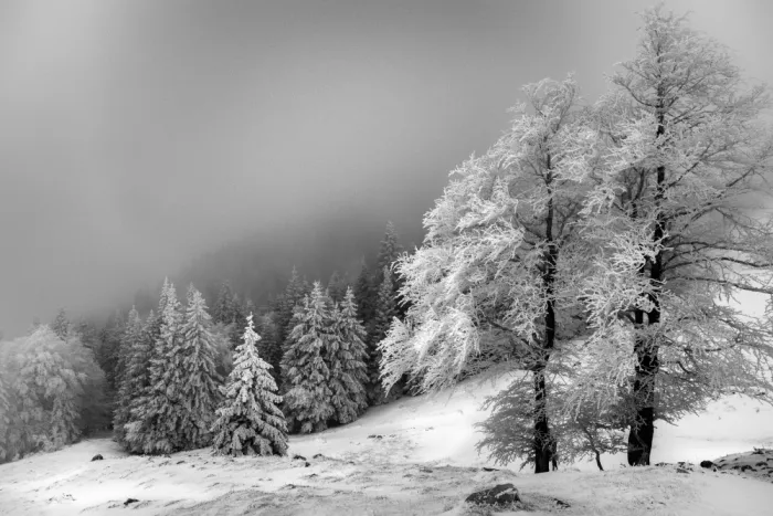 Klabus, Aleš: Bosco invernale