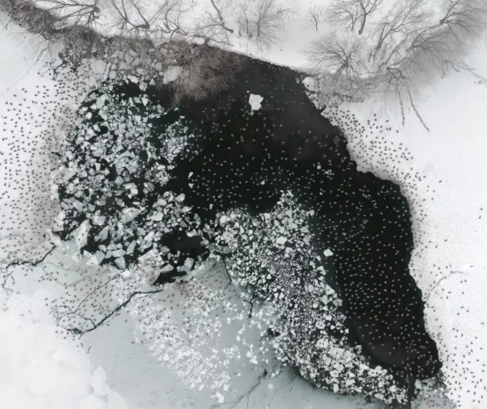 P., Ruiqing: Tinta invernal