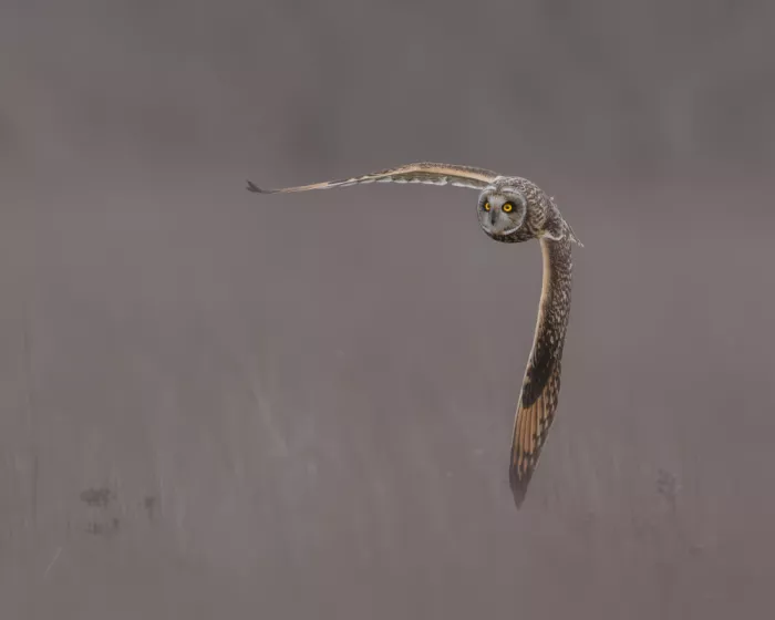 Wang, Victor: Hibou des Marais