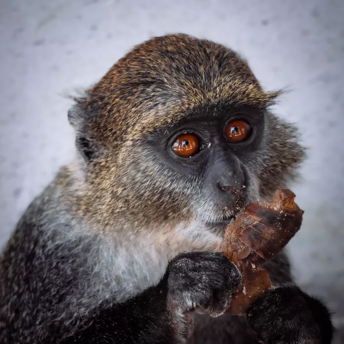 Heg, Zina: An alert gaze