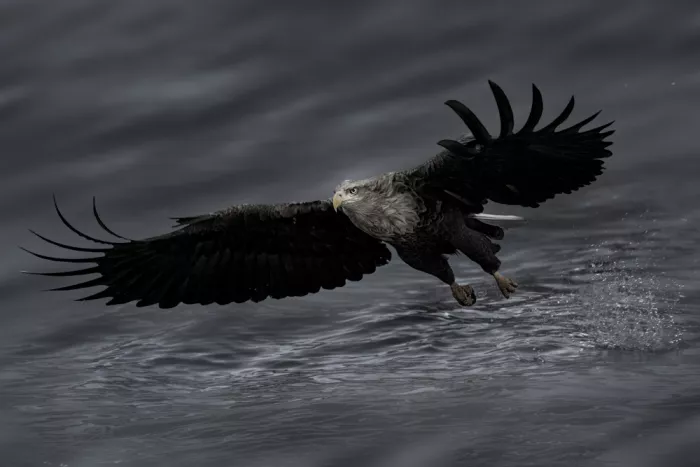 Zhao, Qing: Eagle