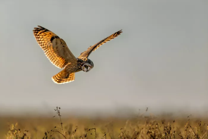 Zuo, Jun: En chasse