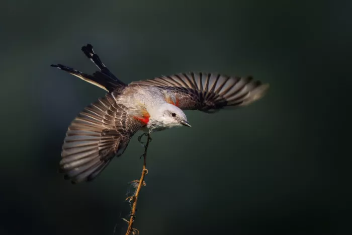 Zhao, Qing: Balancing on Air