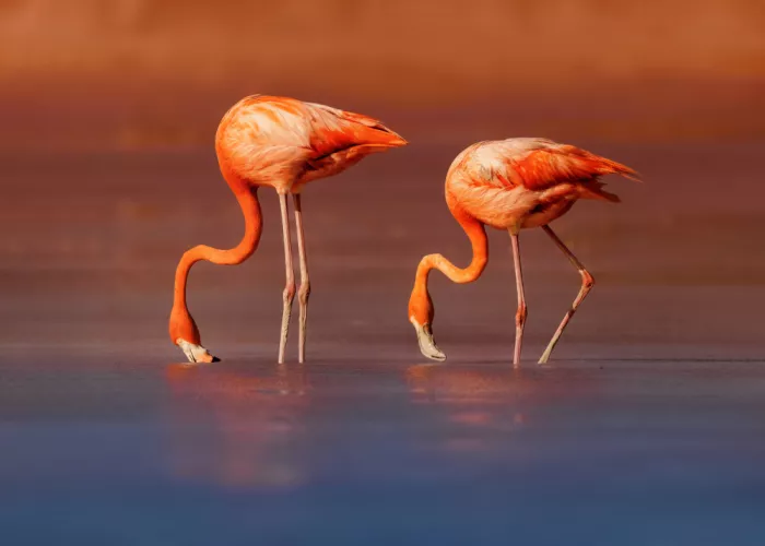 Gu, Zeren: Feeding in Harmony