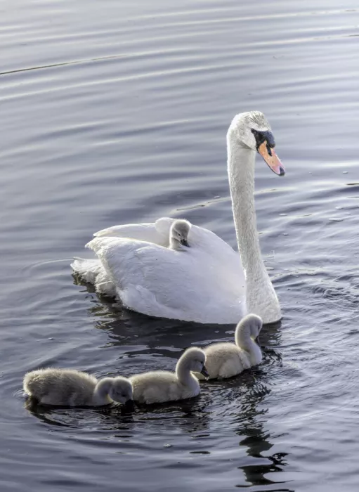 Liu, Betty: Happy family
