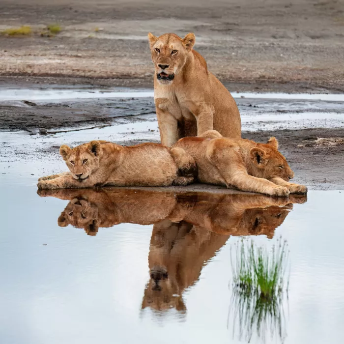 Felici, Massimo: Family portrait