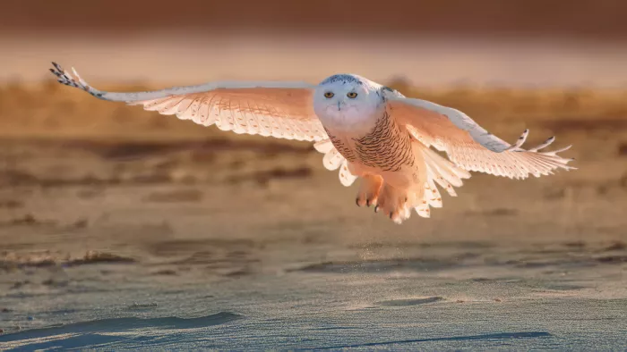 Gu, Zeren: Sunrise Patrol