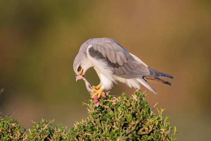 Catta, Alessandro: Black-Winged Kite