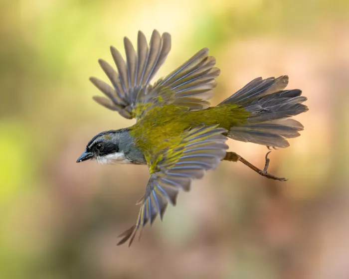 PEREZ, Lisandro: The Grey-browed Brush-finch