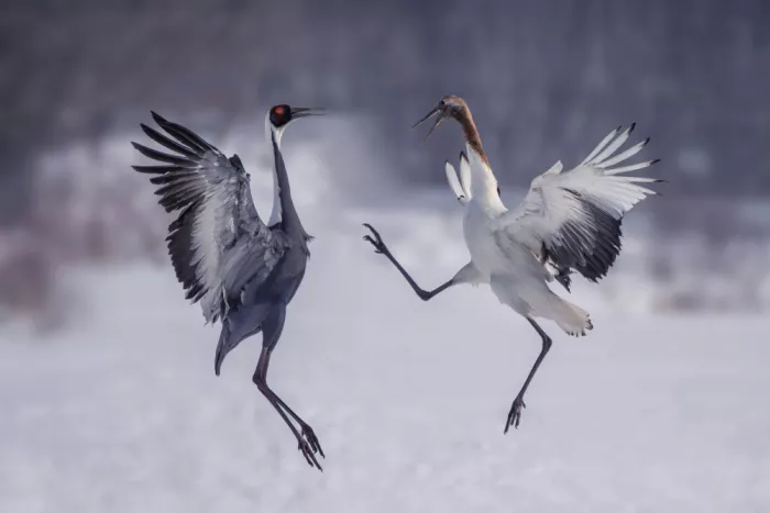 Zhao, Qing: Winter Dance