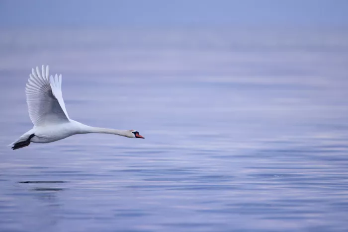 Renmyr, Magnus: Mute swan flying low over the ocean