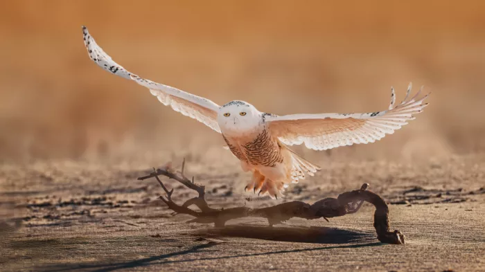 Gu, Zeren: Snowy Owl Launching