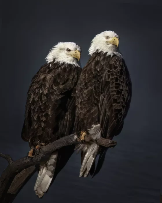 Zhao, Qing: Side By Side