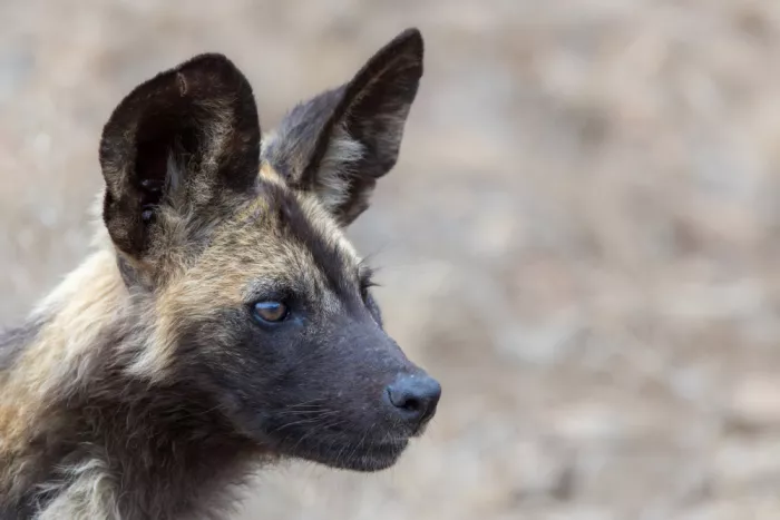 Haenen, Jeke: Wild dog