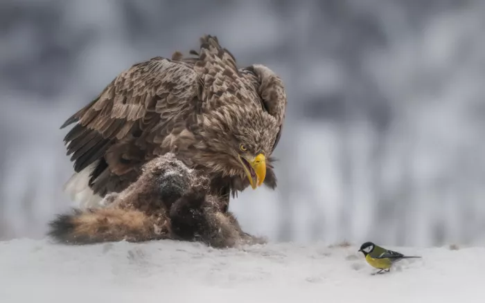 Rudchenko, Olga: David and Goliath