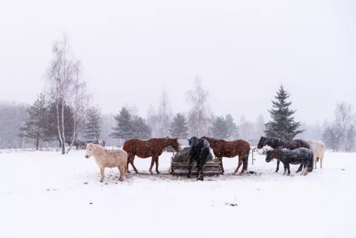 Ozola, Ilze: Caballos en la ventisca