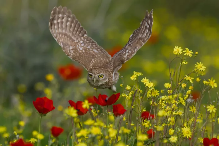 Manusevich, David: A Glance Through Petals