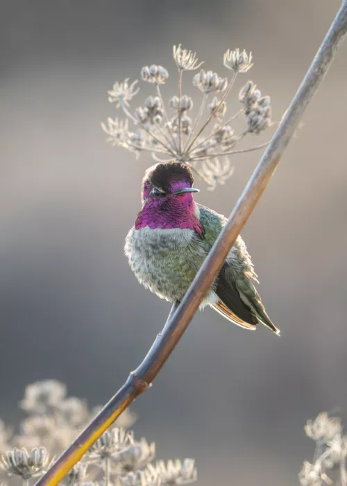 Qin, Xuemei: Hummingbird with Flower Crown
