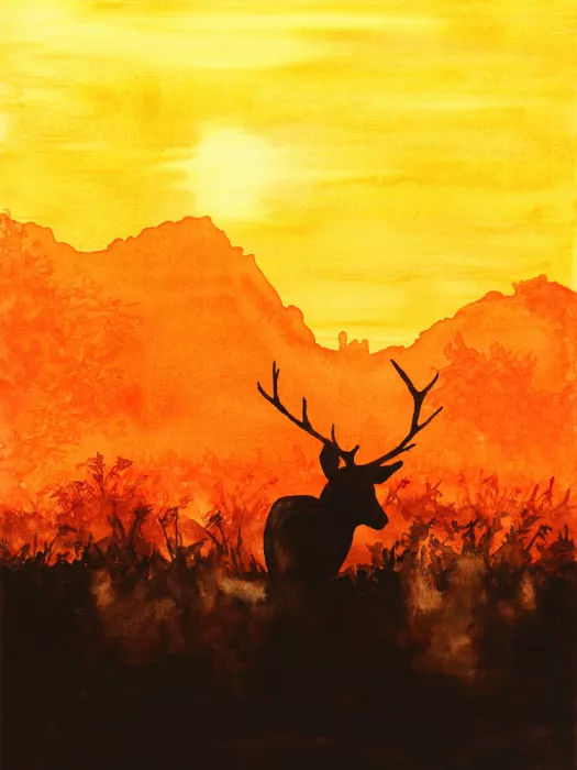 Bruns, Natalie: Red deer in the evening sun