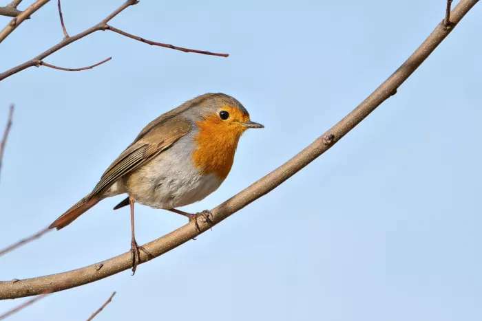 Martínez, Ammouneh Taufik: European Robin II (Erithacus rubecula)