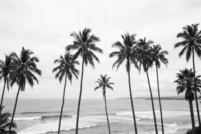 Pienaar, Kathrin: Palm Paradisebw