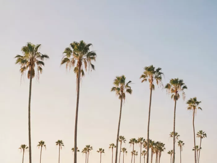 Pienaar, Kathrin: Palm Tree Alley