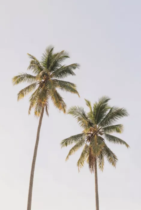 Pienaar, Kathrin: Palm Trees