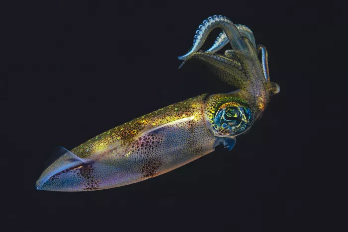 Gabriel, Barathieu: Pestrobarevný Squid