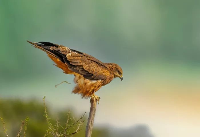 Braunstein, Doron: La natura segue il suo corso
