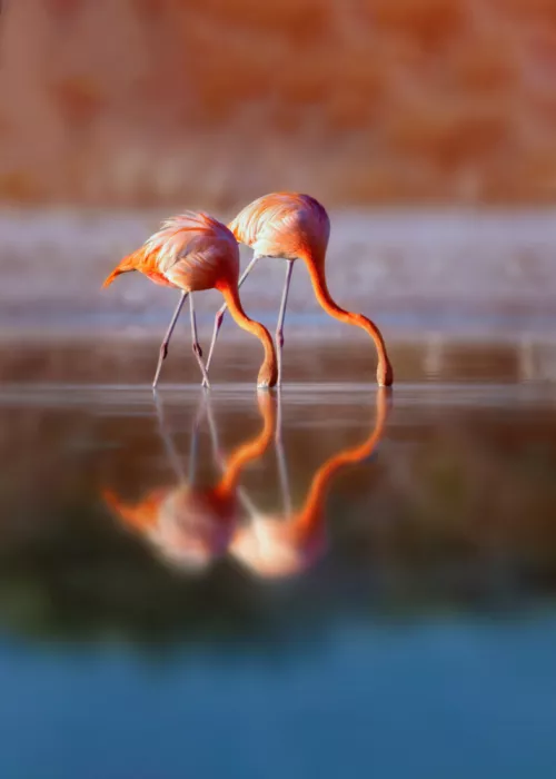 Gu, Zeren: Twin Reflections