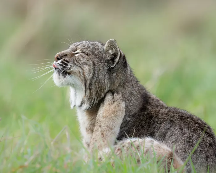 Wang, Victor: Lynx se grattant